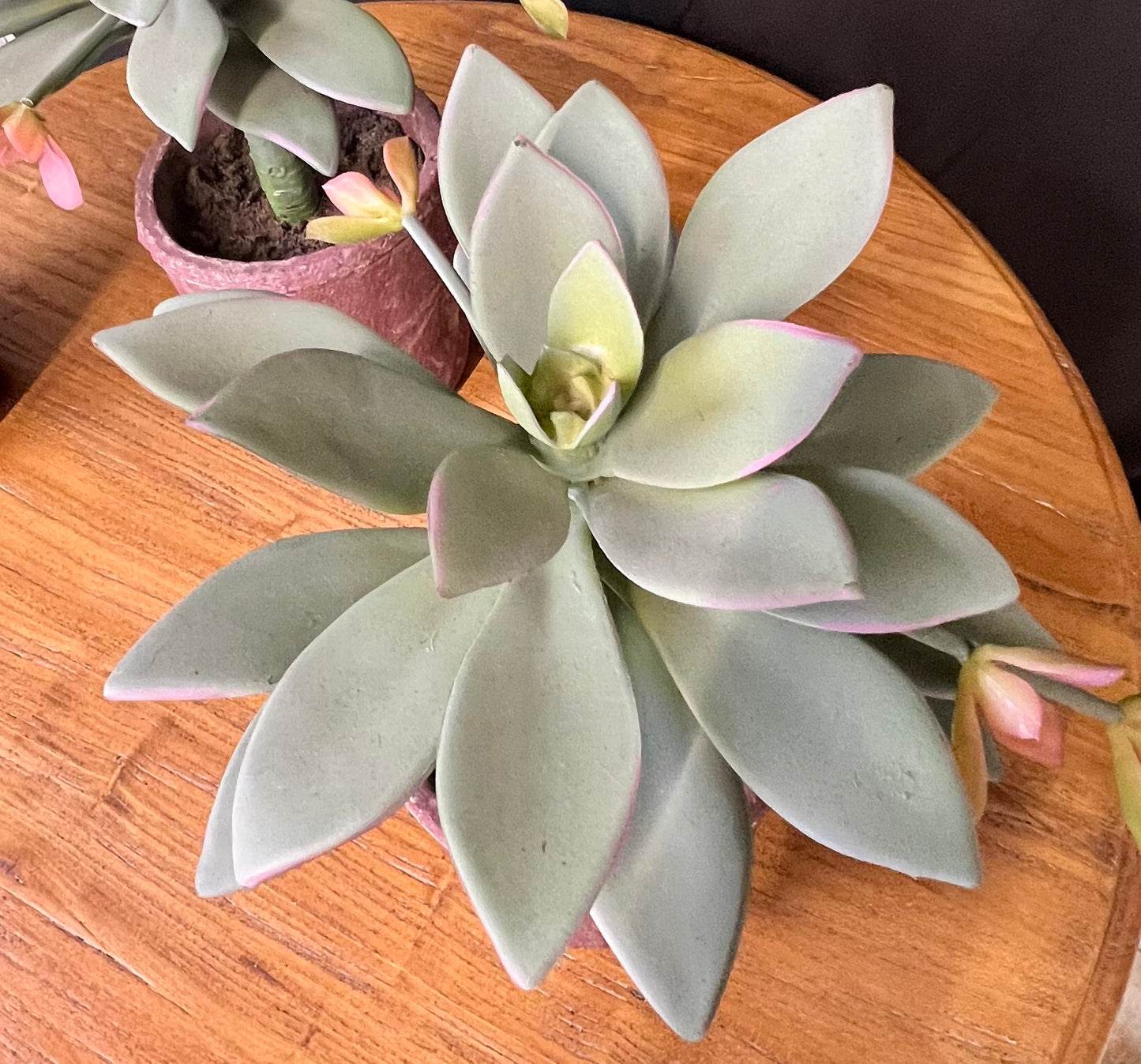 Faux succulents in clay pots set of three