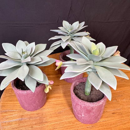 Faux succulents in clay pots set of three